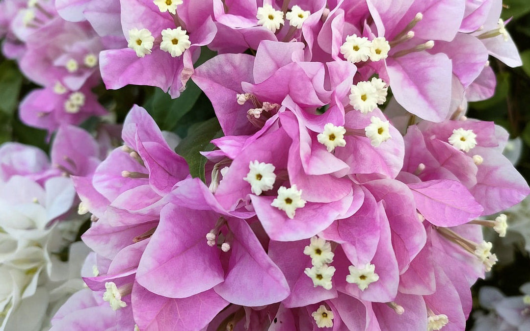 Drivhusblomster: Skab en farverig oase