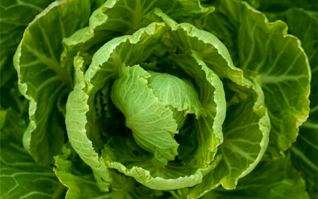 Dyrk planter og krydderier, der er antiinflammatoriske