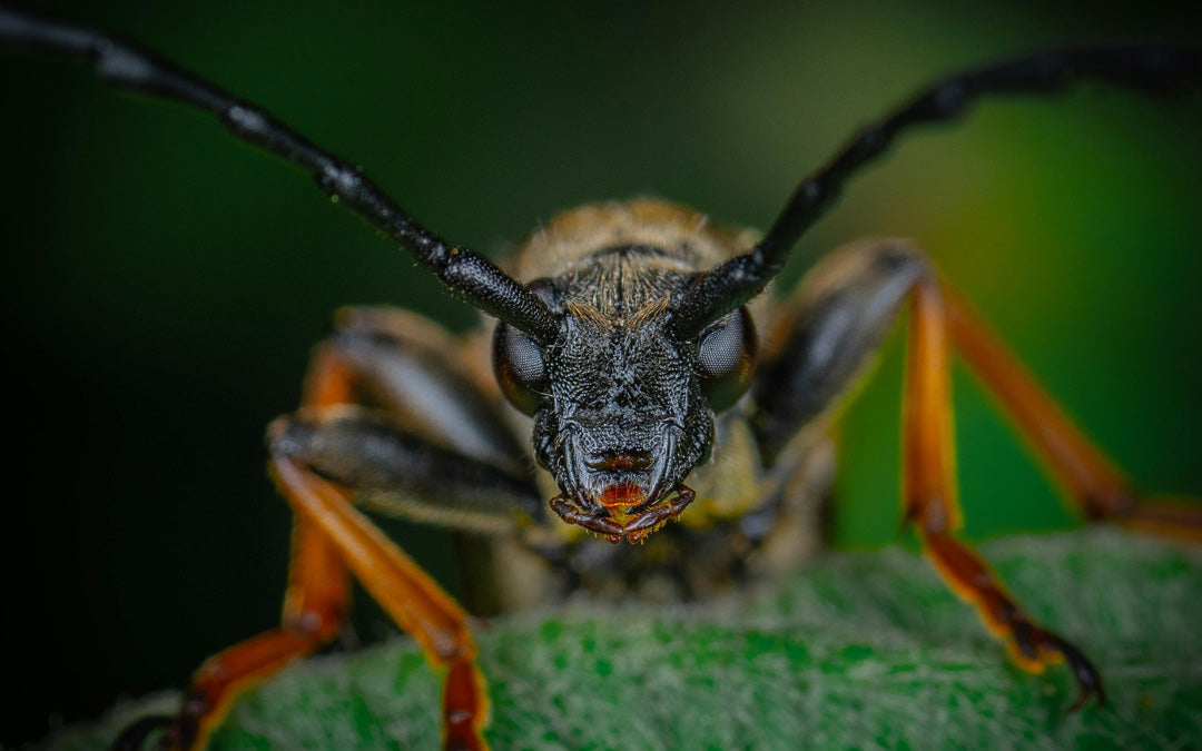 Drivhusskadedyr – Sådan beskytter du dine planter